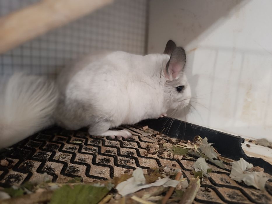 Vând chinchilla, vârstă un an
