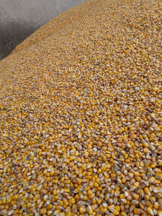 Boabe porumb de calitate