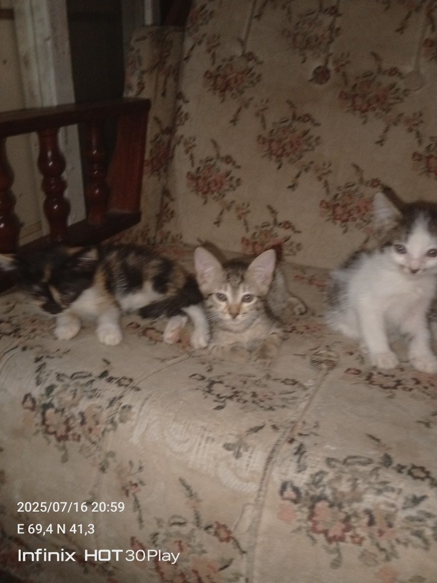 Котята в добрые руки