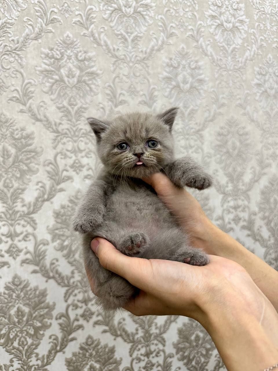 Продаются шикарные котята
