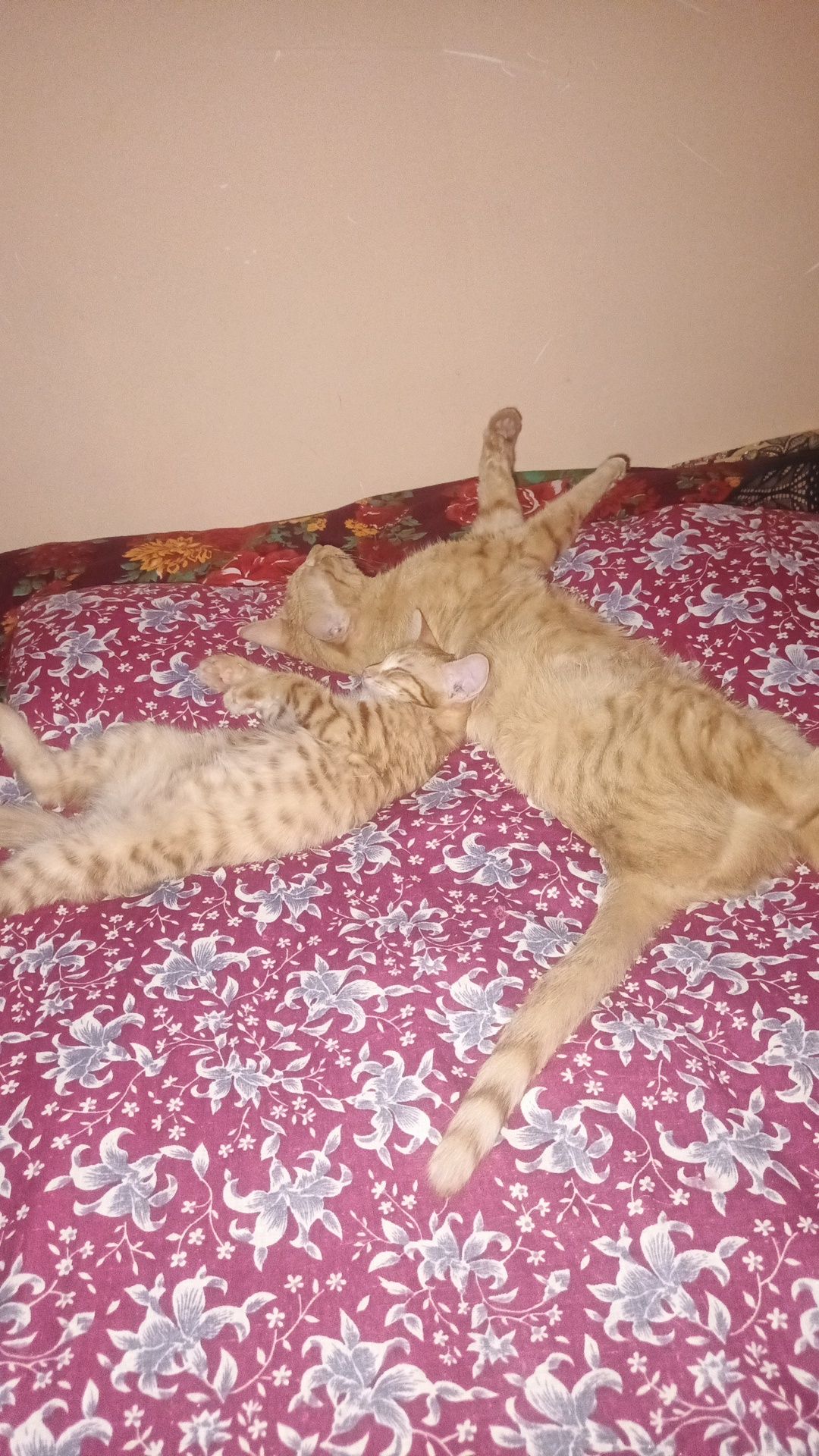 Уй мушуги берилади хадяга