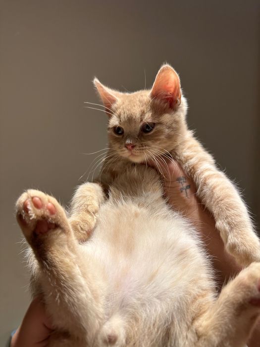 British Blue Point Британски