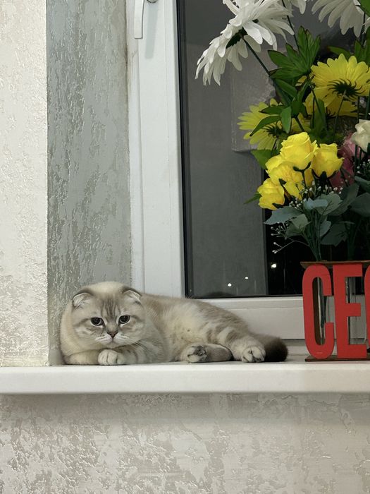 Шотландский кот Лео