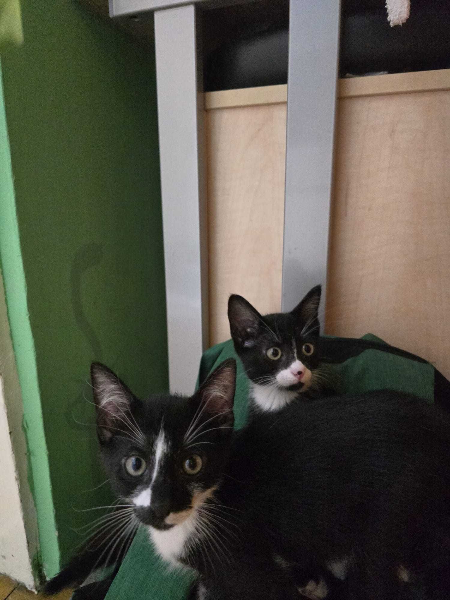 URGENT! Pisoi de 2 luni, fata si baiat