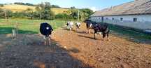 Juninci holstein