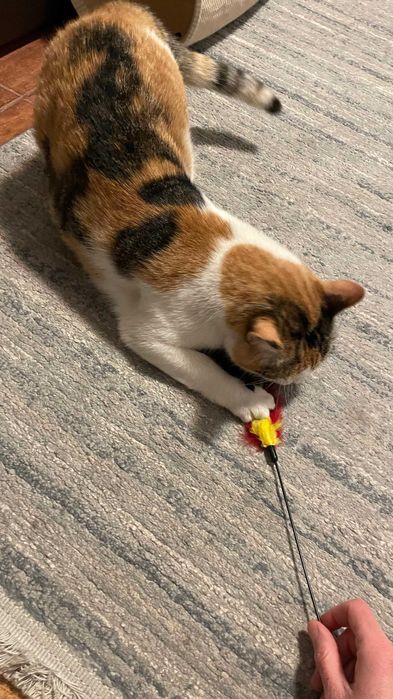 Cleo, pisicuta sterilizata pentru adoptie