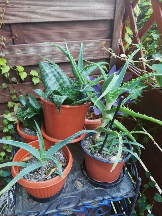Aloe Vera diverse marimi plante