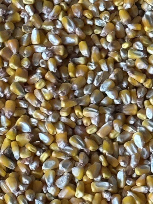 Porumb boabe recoltă 2025