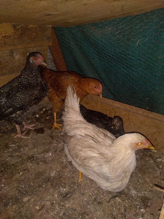 Свободни кокошки