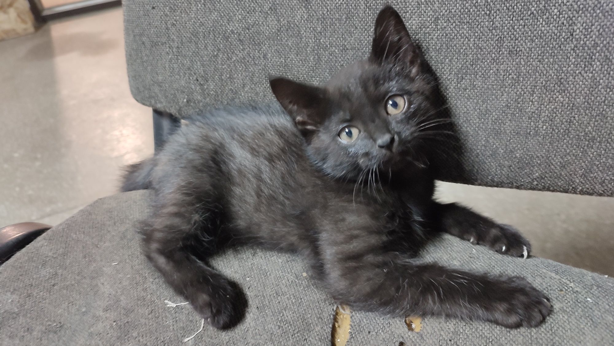 Котёнок бесплатно
