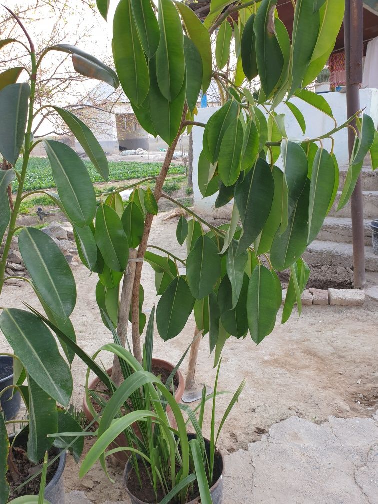 Gul qora shaxzoda