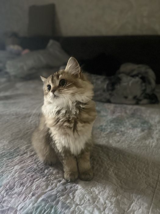Шиншилла котенок девочка