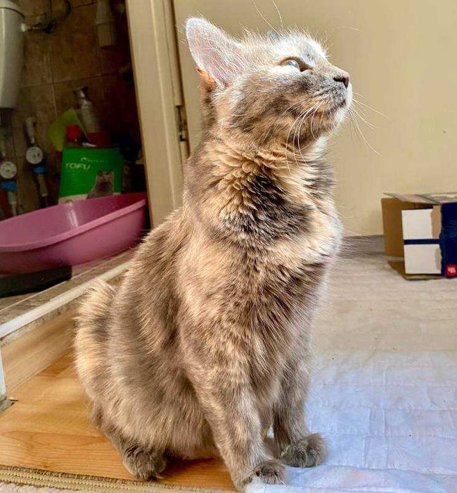 Подарявам млада женска костенуркова котка Patch