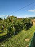 De vânzare 1280 mp teren intravilan Săvădisla, plantație de mure