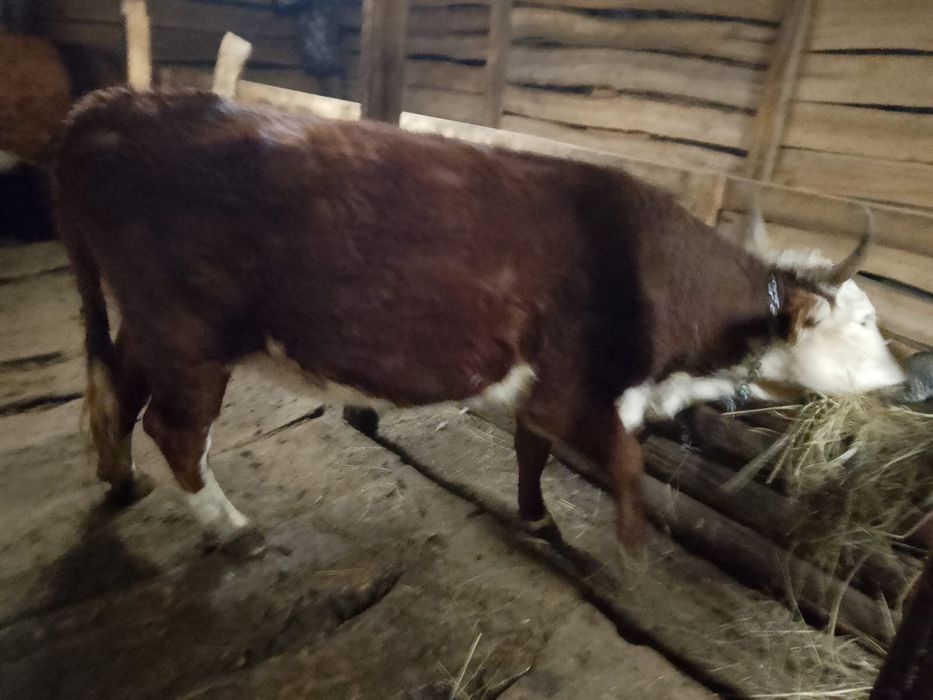 Продам корову.