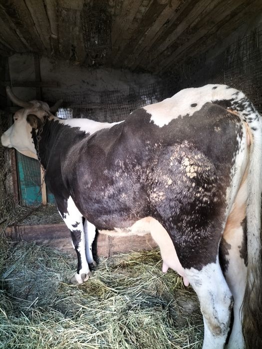 Продам породистую Алатаускую корову