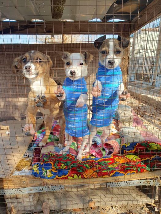 Не покупай! Возьми с приюта!!