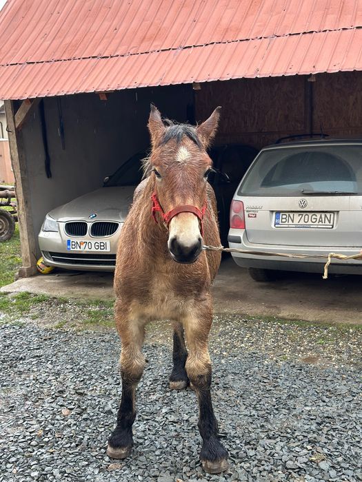 Mânz de vânzare din caii greii