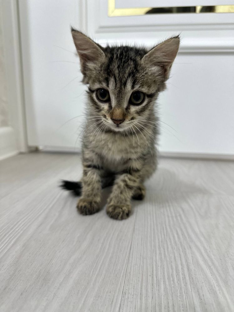 Отдам бесплатно домашних котят