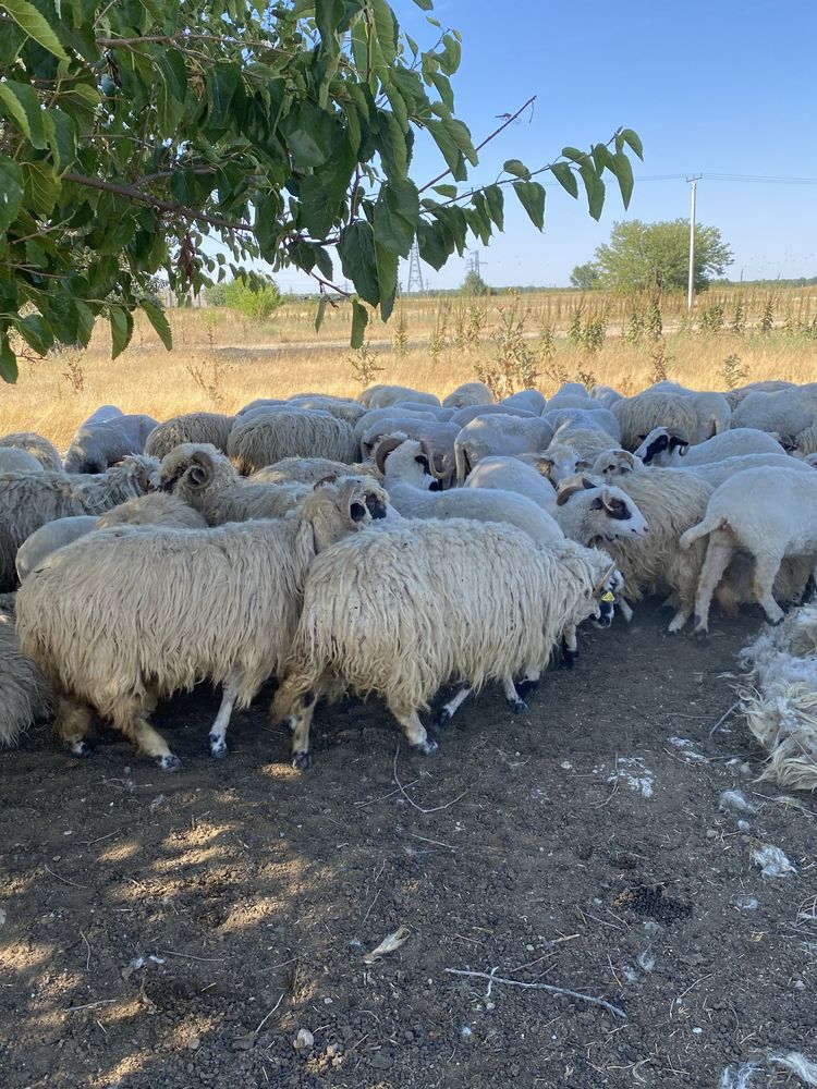 Vând oi țurcane, Giuvărăști, județul OLT.