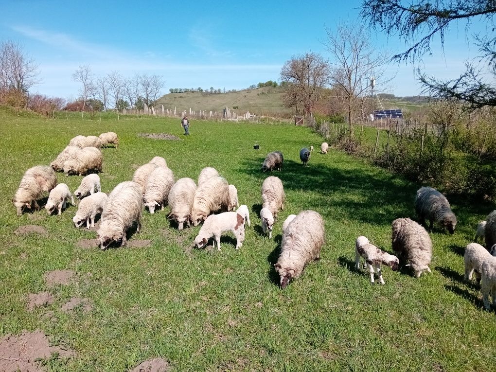 Oi de vanzare 23 de bucăți