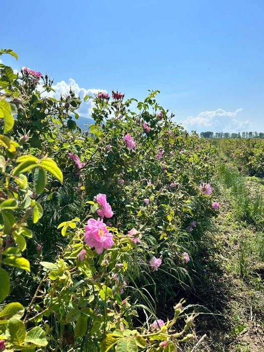 Продавам 33.5 дка с маслодайна роза