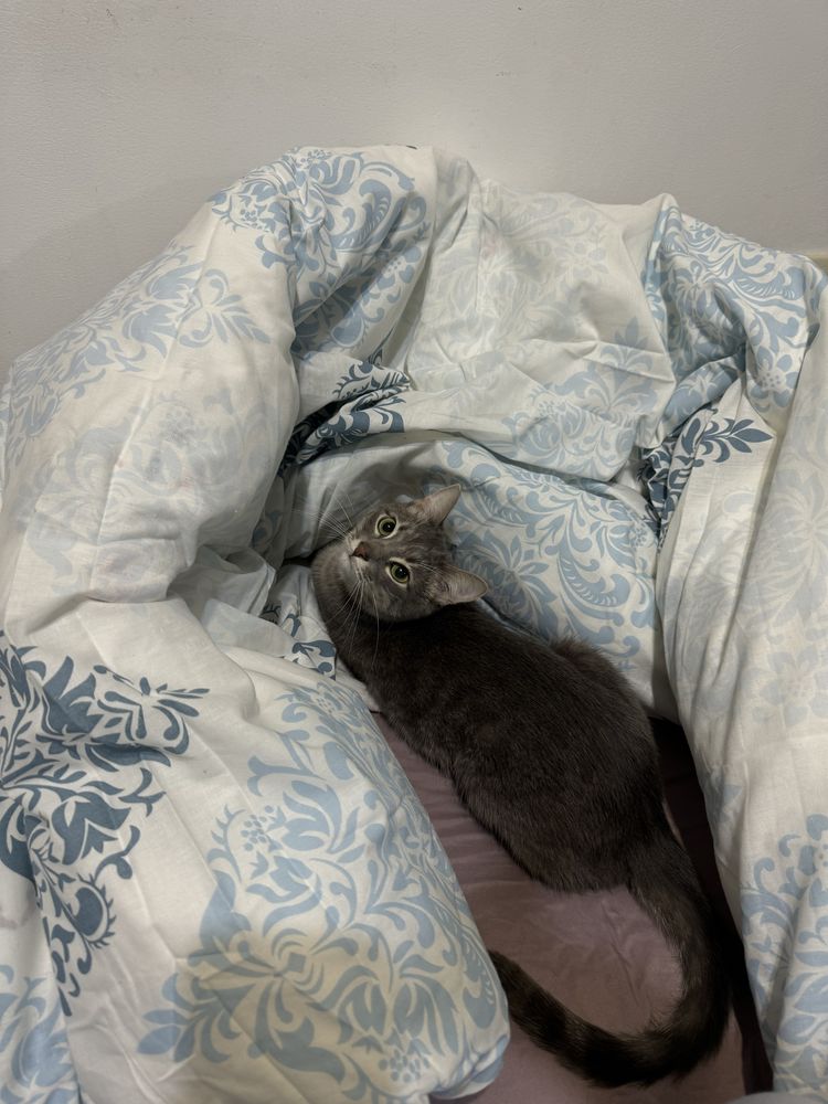 кот кошка котенок