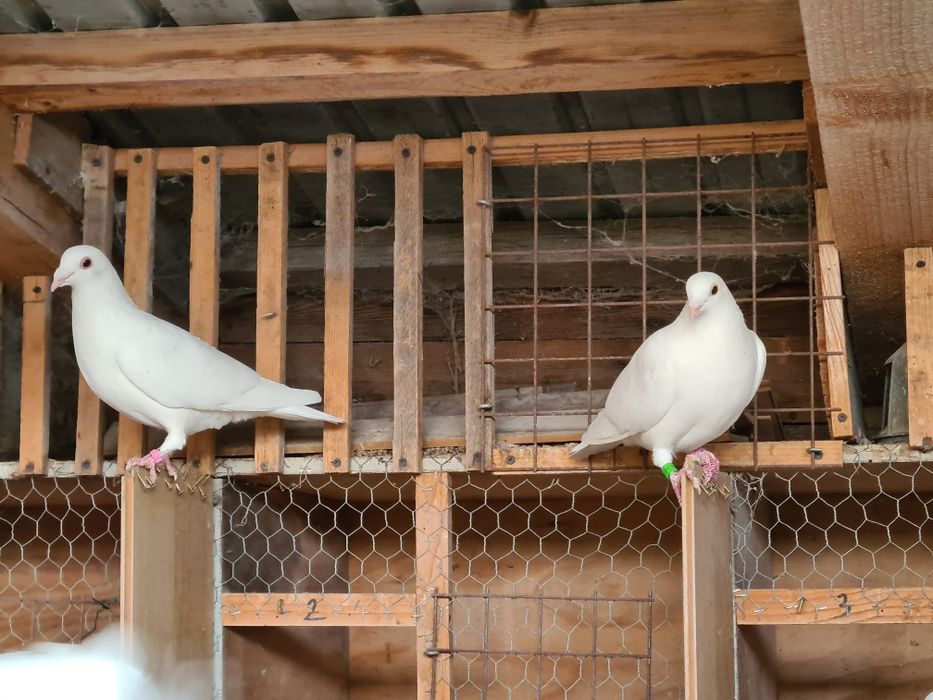 Pereche porumbei voiajori albi  și 2 femele