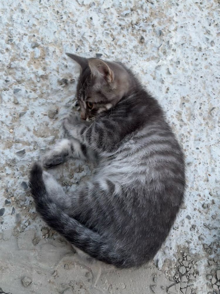Котенок в добрые руки