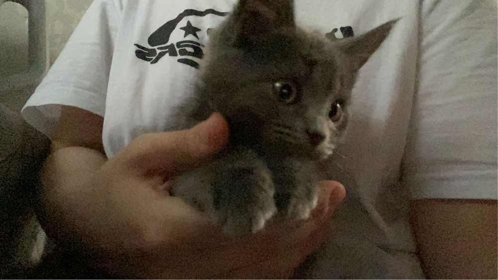 Котенок в добрые руки!