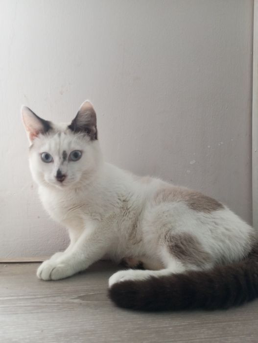 Молодой котик подросток 5 месяцев.