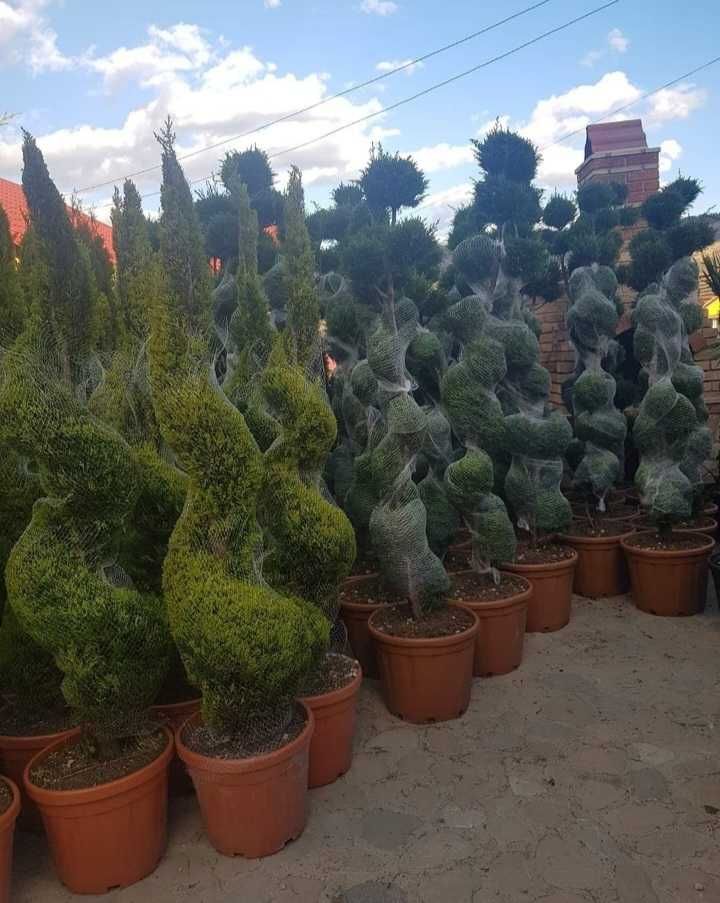 Tuia Smarald 1m Tuia Spirala PonPon  Buxus