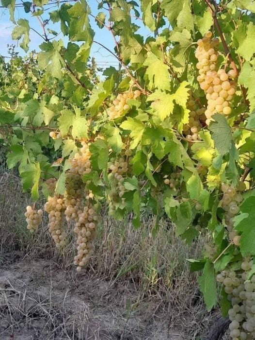 Vând struguri de vin