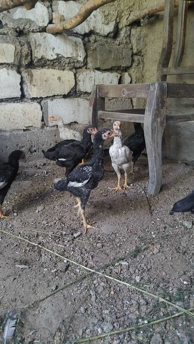 КО ШАМО японка хуроз жужалари сотилади