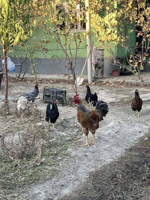 Тауык сатылады..