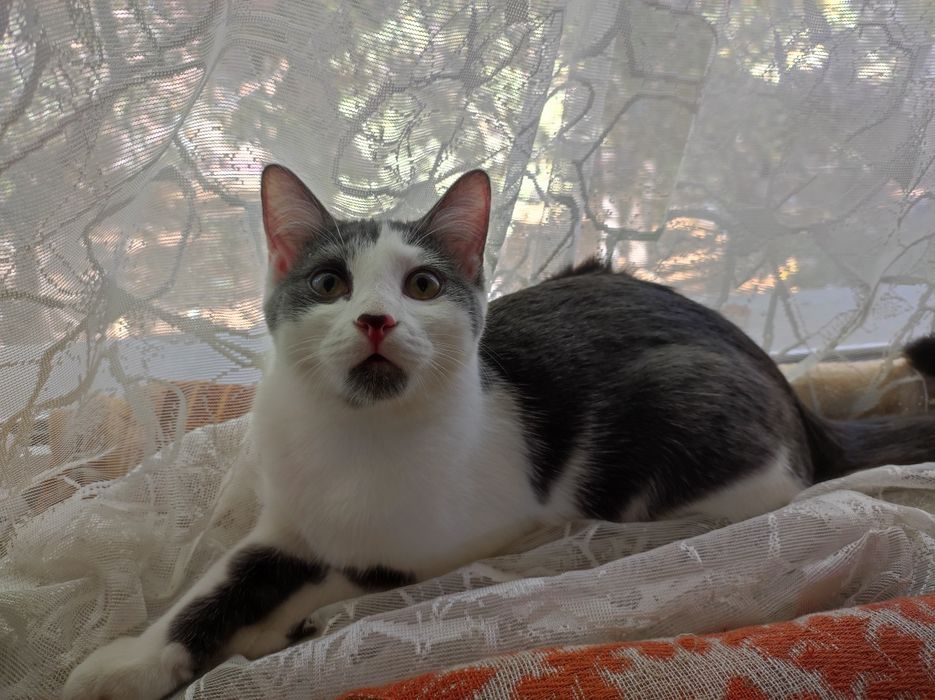 ОТДАМ котят в Добрые и надёжные руки. Сибирская короткошёрстная.