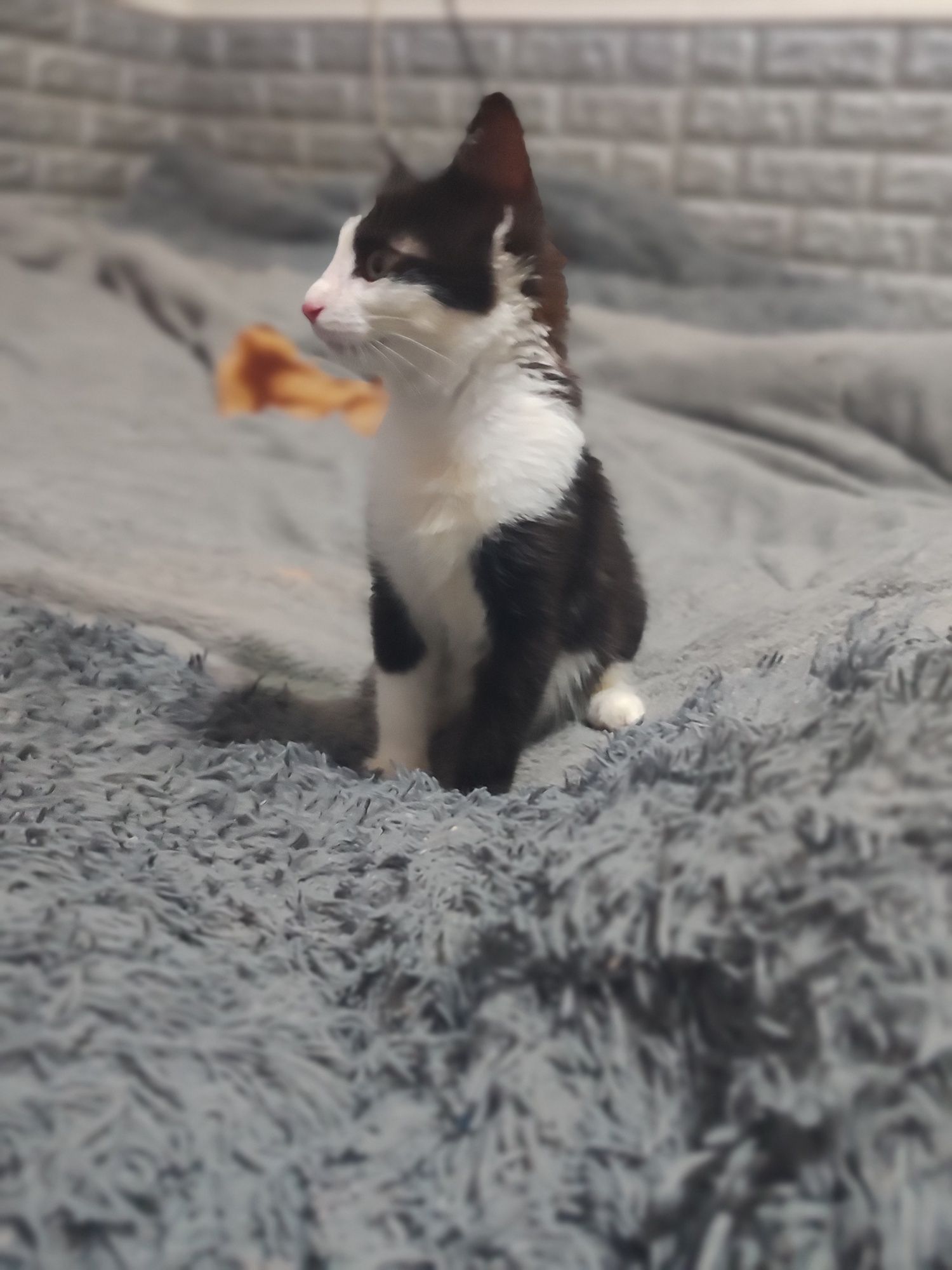 Бесплатно отдам котенка