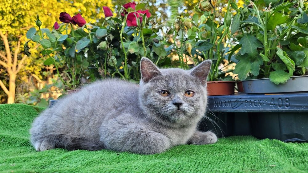 Scottish straight și scottish fold.