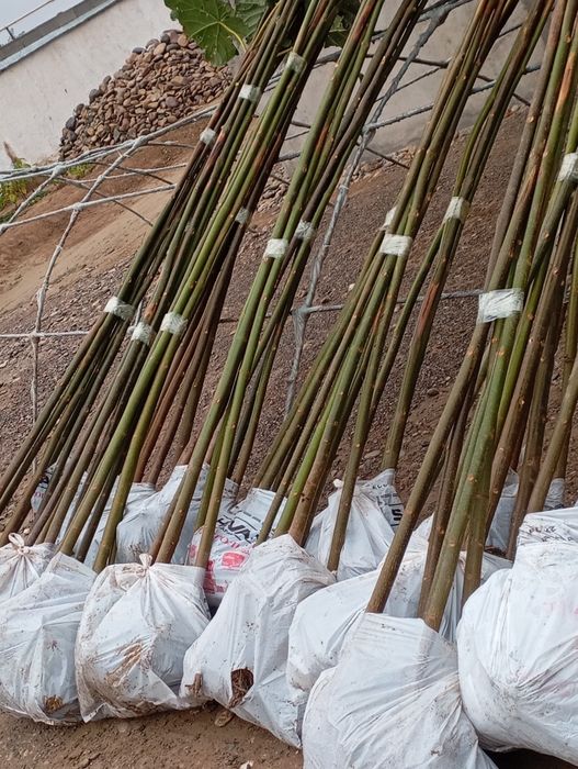 *ПАВЛОВНИЯ көшеттері сатылады.Суыққа төзімді болады.Көлеңке тез