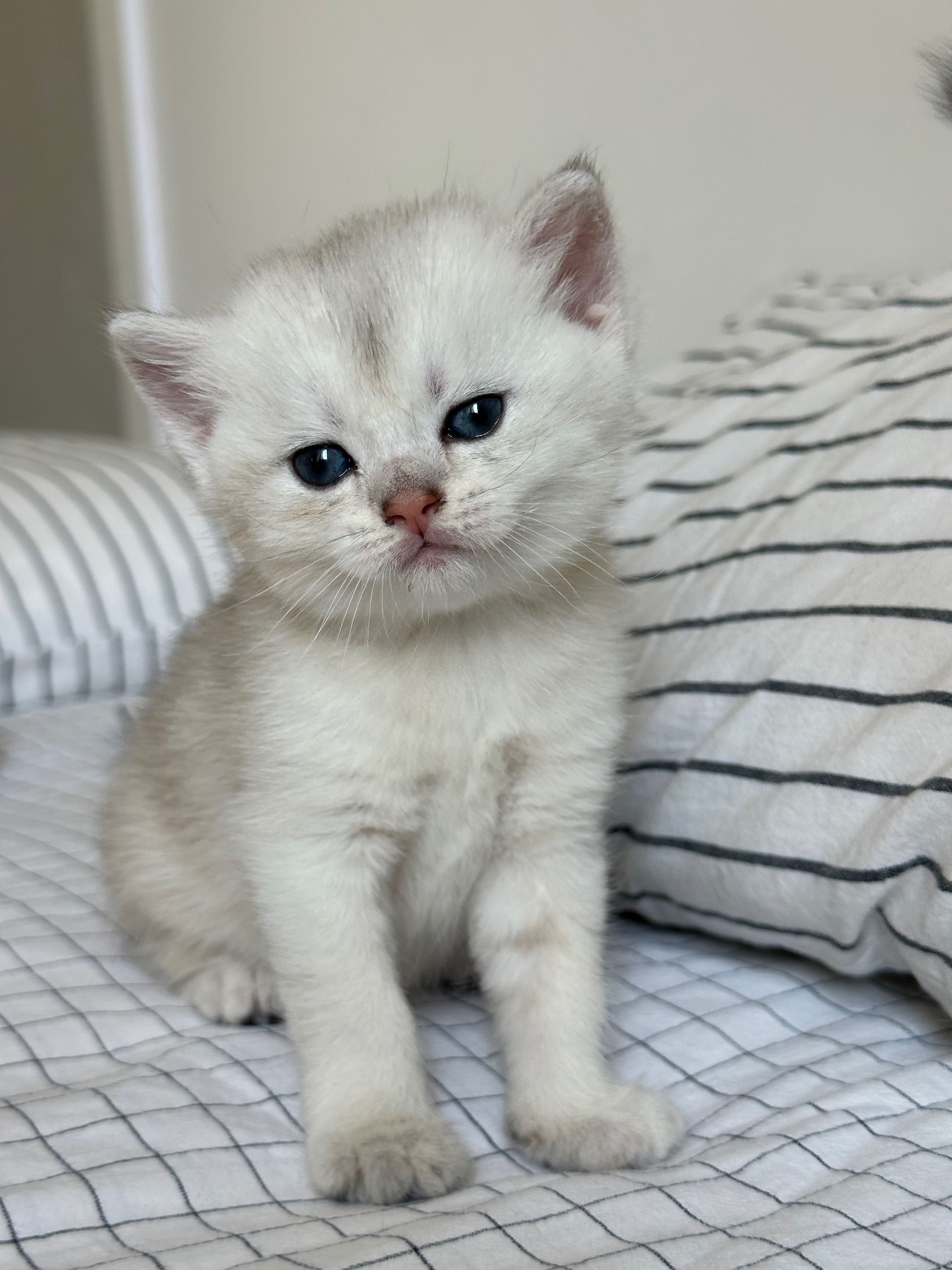 Шотландские котята