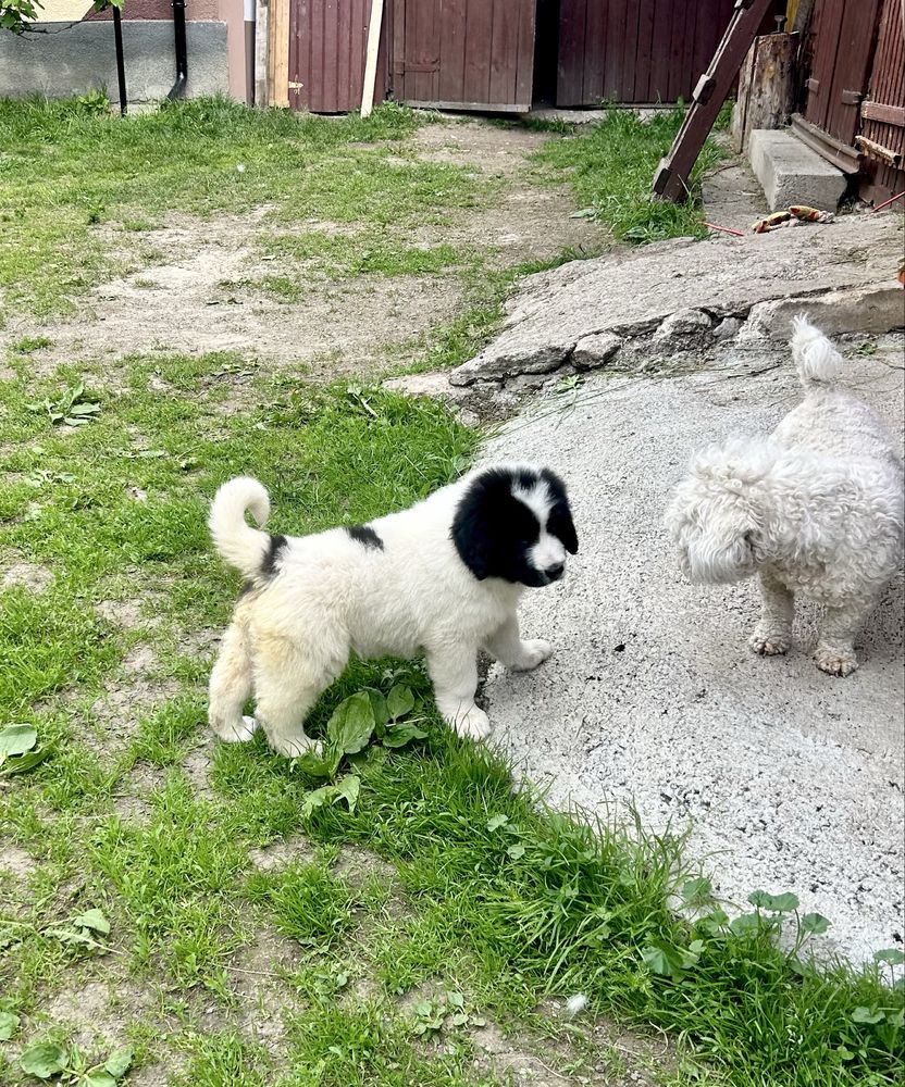 Femela ciobanesc de bucovina
