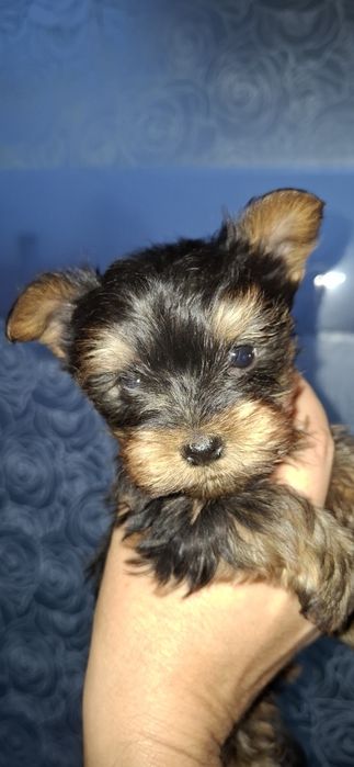 Yorkshirre terrier fetița