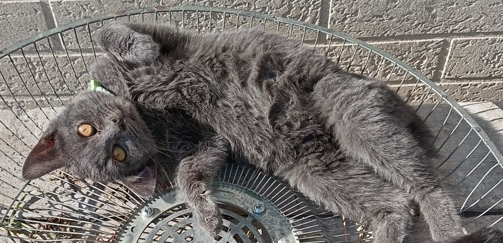 Киз, яхши колларга бераман