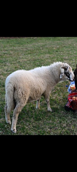 Vând berbec bergamasca