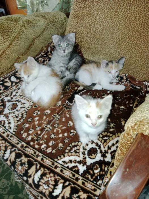 Отдам котят в хорошие руки