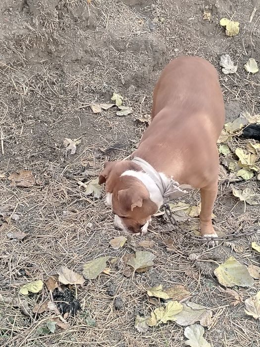 Pitbul zotdor kuchuklar sotiladi