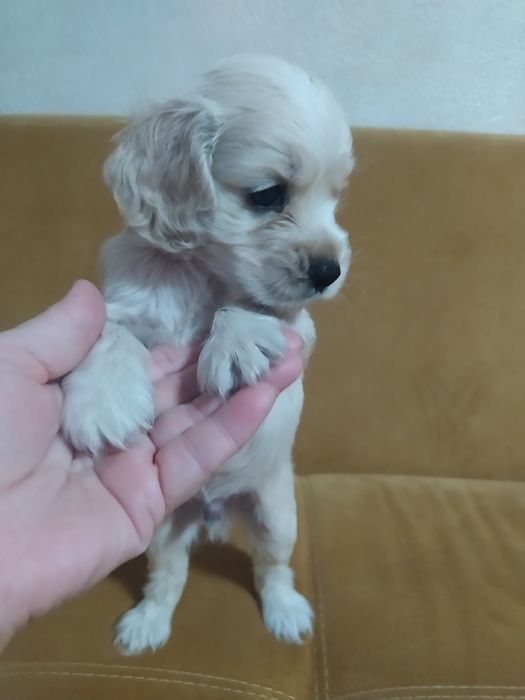 Продам щенков спаниэль