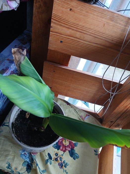 Студоустойчив банан