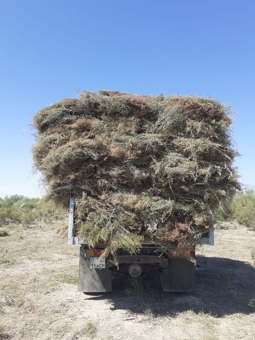 Жантақ шөп сатылады бағасы келісімді