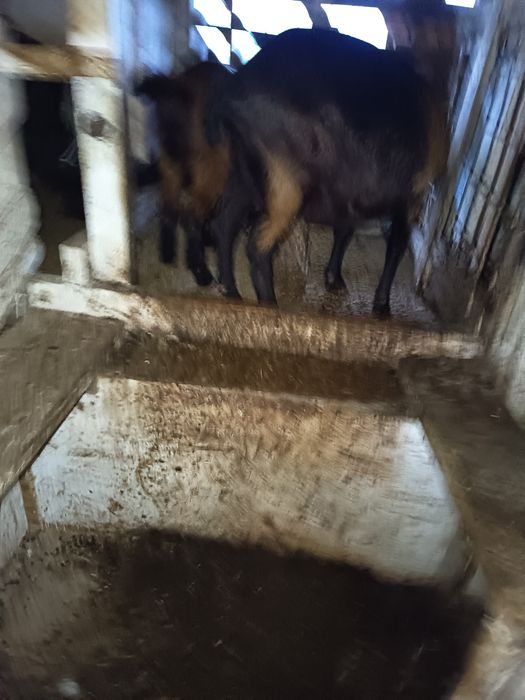 Capre alpina ,alba de banat